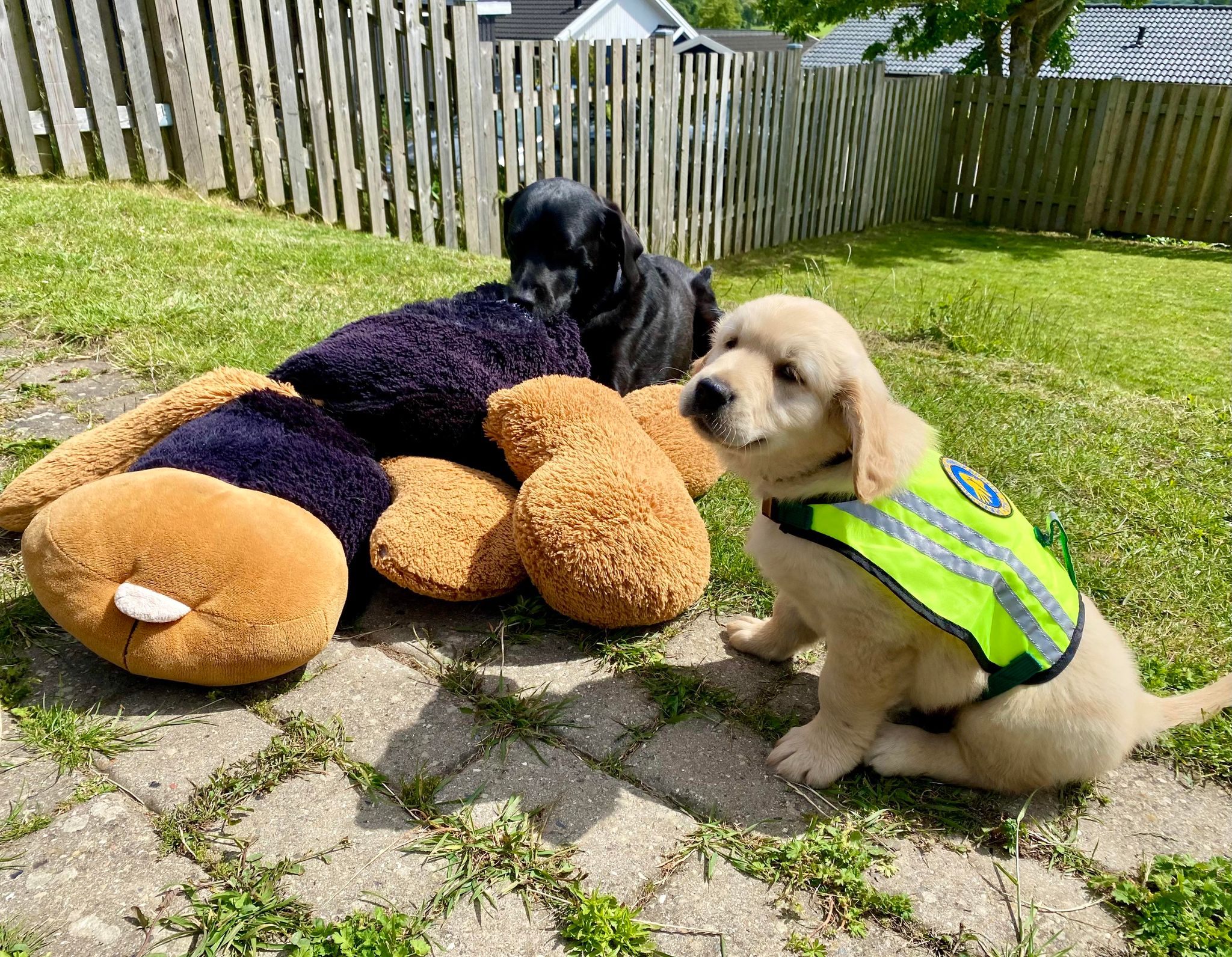 Axel Og Teas Hund Ozzy
