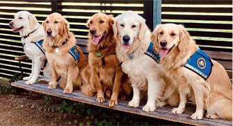 Billede af servicehunde på række