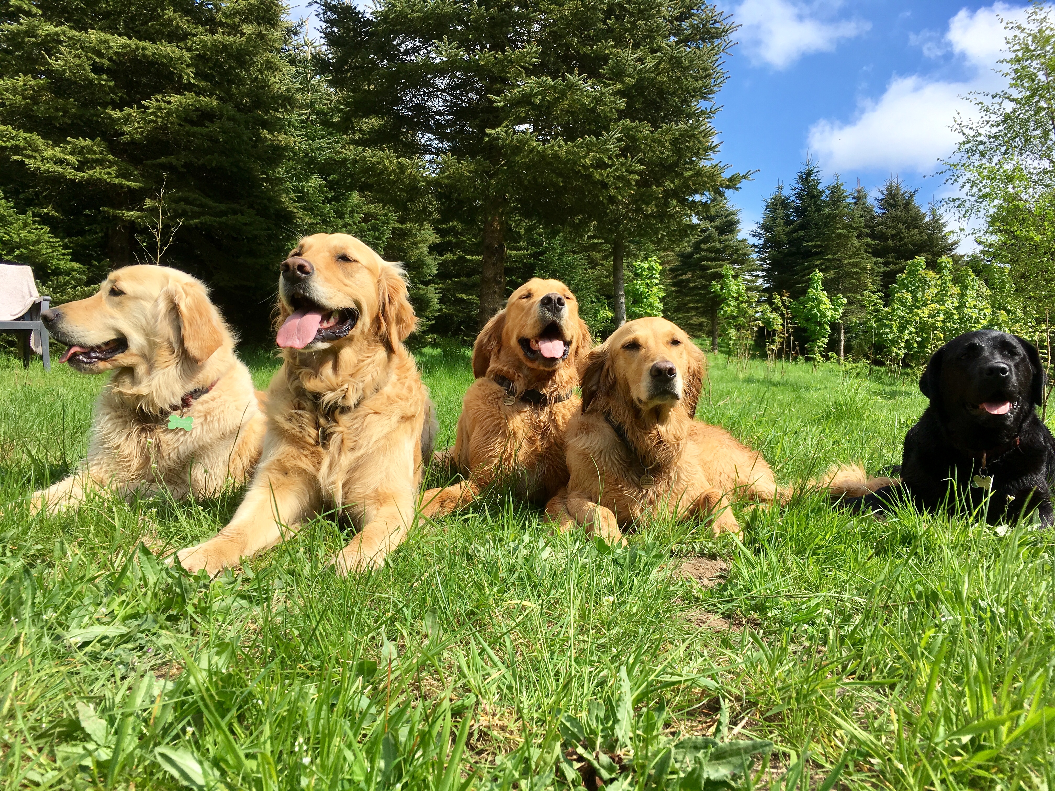 Hunde I Specialtræning